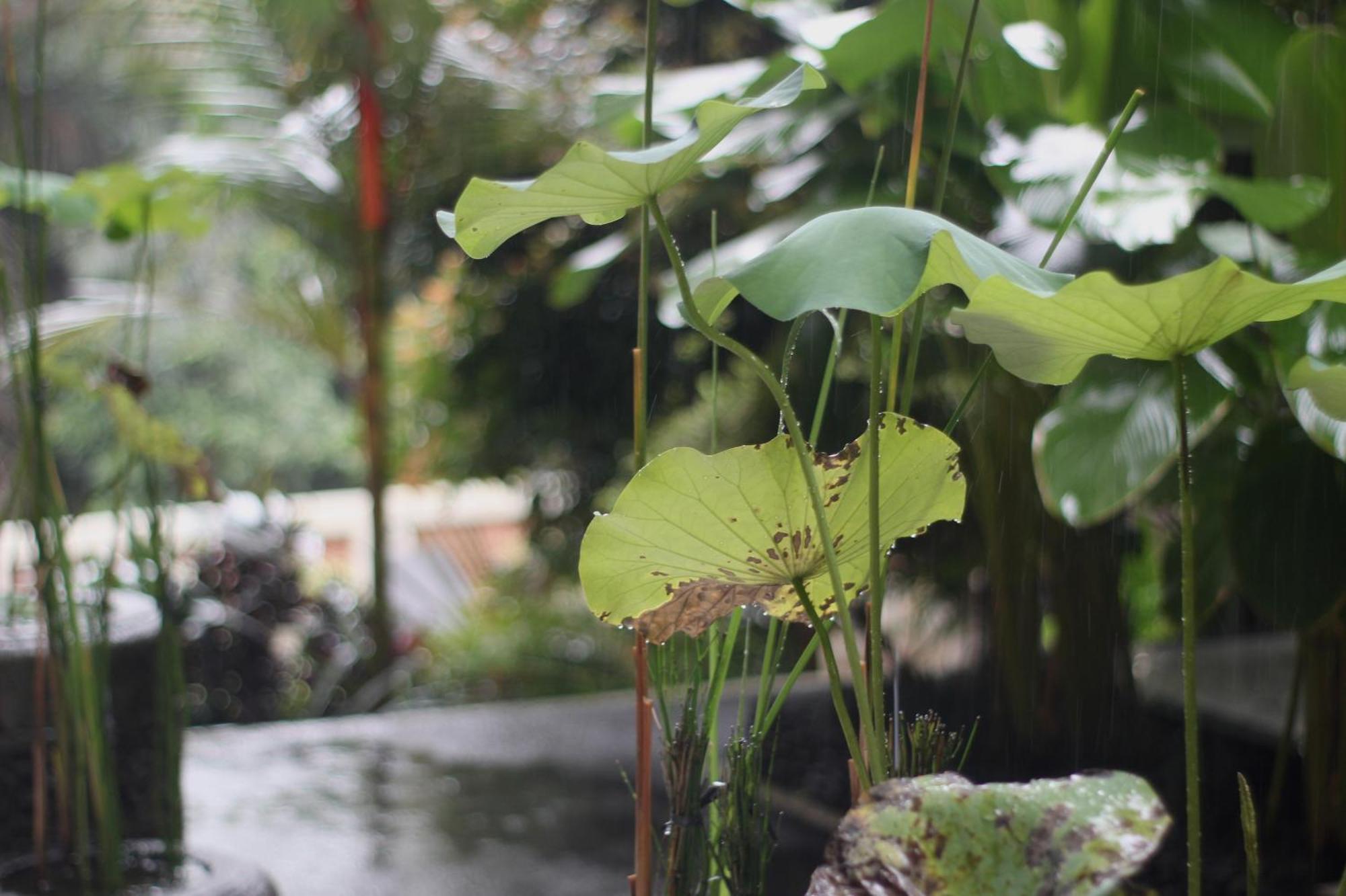 Hanaka Riverside Ubud Ngoại thất bức ảnh
