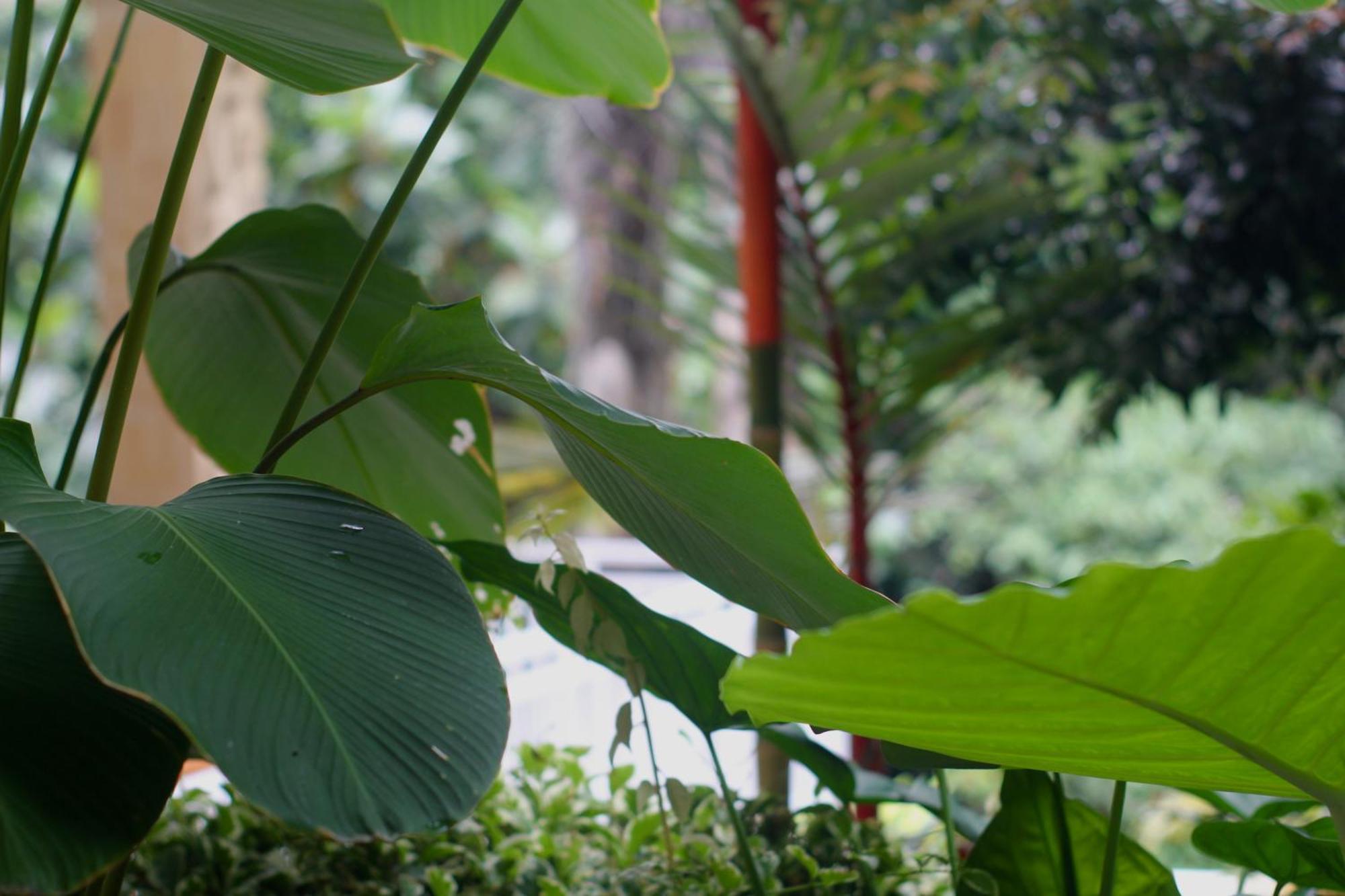 Hanaka Riverside Ubud Ngoại thất bức ảnh
